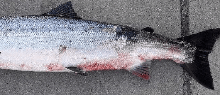 Red skin disease symptoms reported in wild salmon in the Corrib ...
