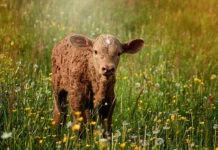 Roadshow visits Ballinasloe to shine spotlight on calf management