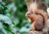 All-Ireland survey to help track squirrels and pine martens