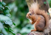 All-Ireland survey to help track squirrels and pine martens