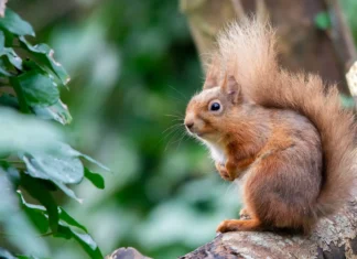 All-Ireland survey to help track squirrels and pine martens