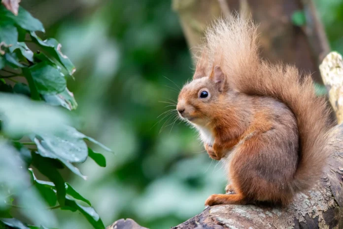 Red Squirrel