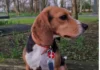 Lifesaving Beagle Jessie honoured for search and rescue work