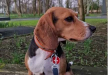 Lifesaving Beagle Jessie honoured for search and rescue work