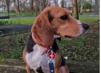Lifesaving Beagle Jessie honoured for search and rescue work