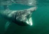 Galway wildlife filmmaker features on BBC Springwatch