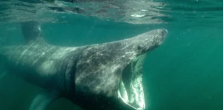 Galway wildlife filmmaker features on BBC Springwatch