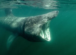 Galway wildlife filmmaker features on BBC Springwatch