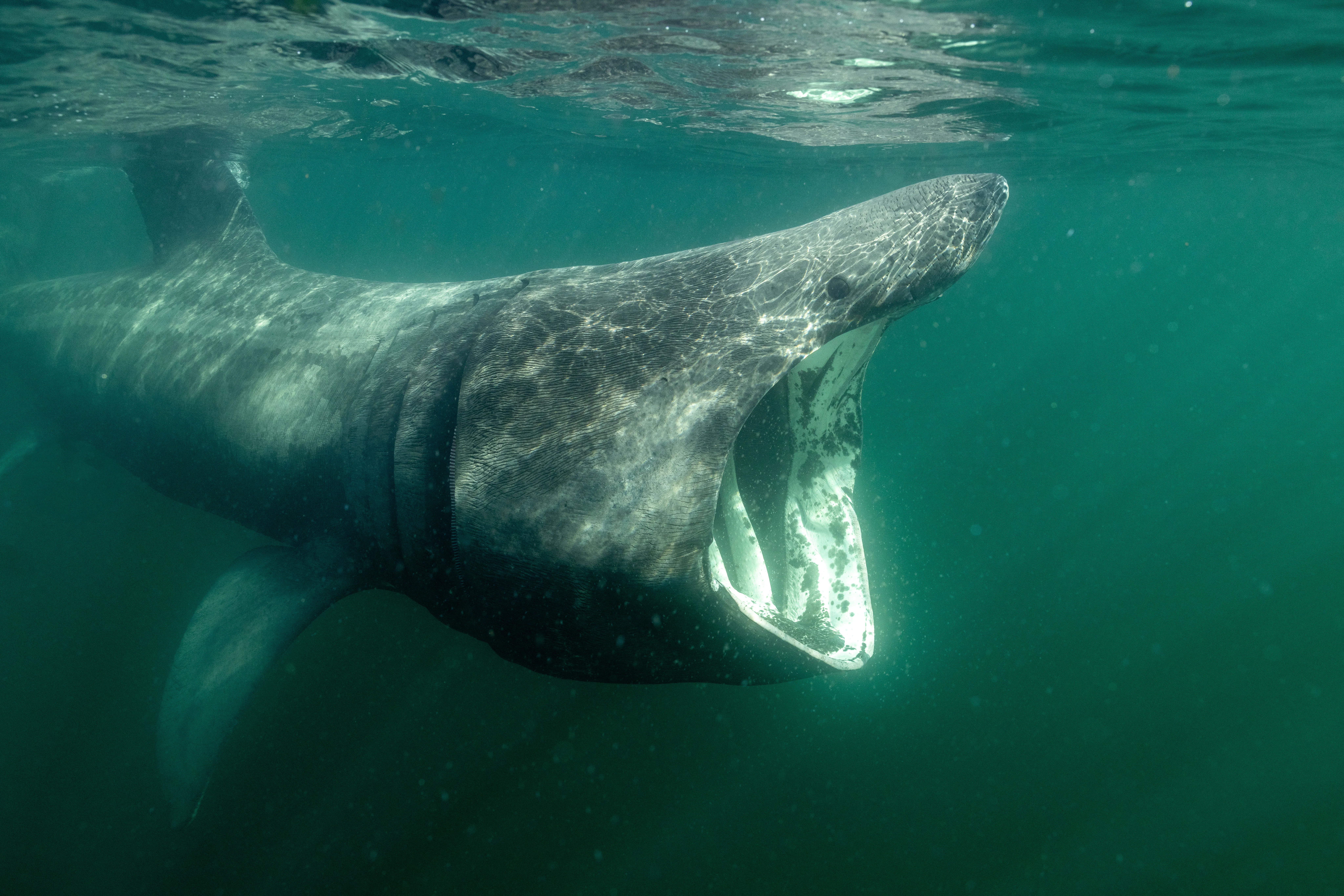 JackKelly_Springwatch_Basking-Shark_01