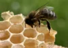 Search is on for citizen scientists to report honey bees
