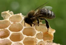 Search is on for citizen scientists to report honey bees