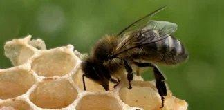 Search is on for citizen scientists to report honey bees