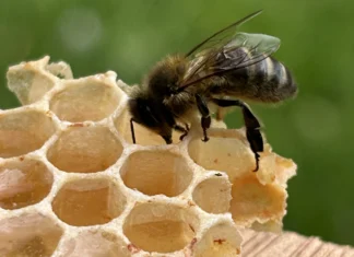 Search is on for citizen scientists to report honey bees