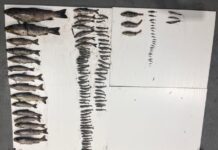 IFI investigating fish kill in east Galway river