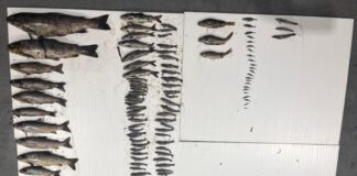 IFI investigating fish kill in east Galway river