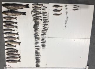 IFI investigating fish kill in east Galway river