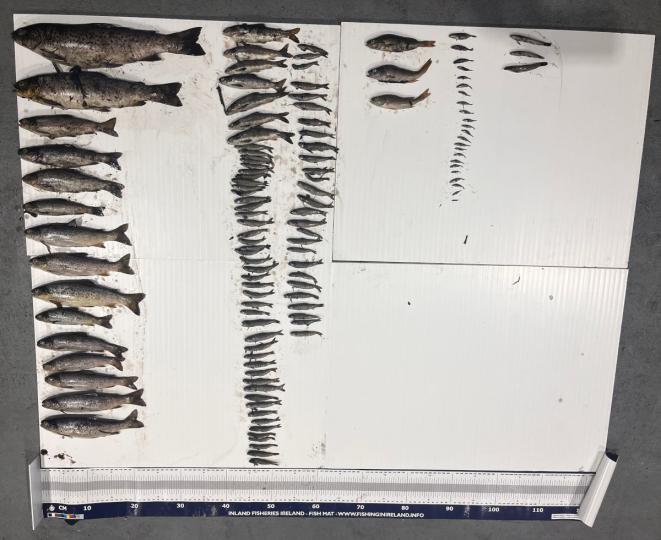Recovered fish from scene in Co Galway