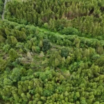 Plans to restore Merlin Woods with native trees