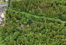 Plans to restore Merlin Woods with native trees