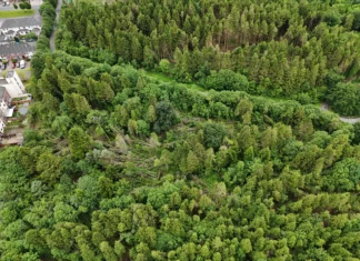 Plans to restore Merlin Woods with native trees