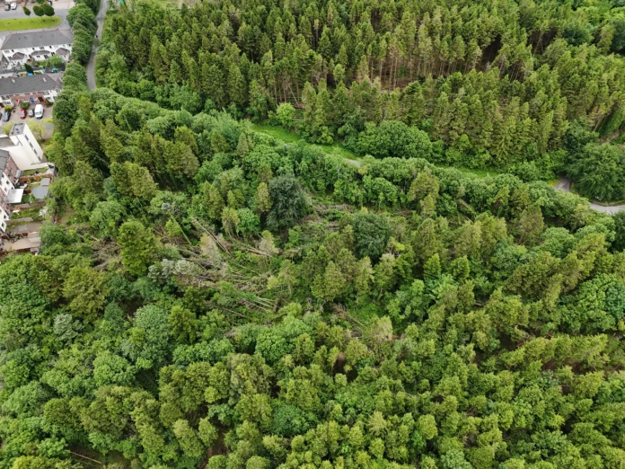 Merlin Woods storm damage