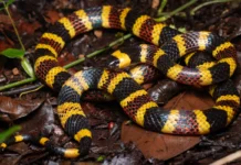 Venomous snakes evolved striking colours to stand out