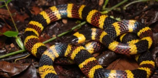 Venomous snakes evolved striking colours to stand out