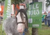 Samaritans attending Ballinasloe Fair to support people struggling with mental health