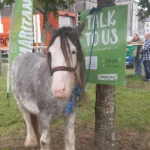 Samaritans attending Ballinasloe Fair to support people struggling with mental health